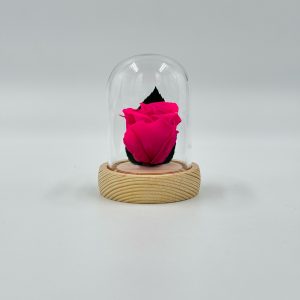 DMINIRRO1-Mini-dome-rose-rose