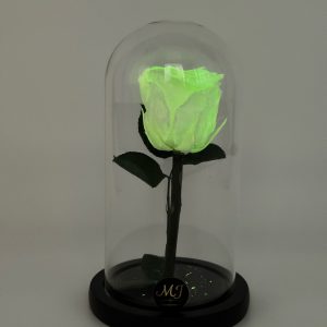 DMRF1-Dome-rose-fluo