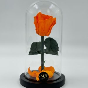 DMRO1-Dome-rose-orange