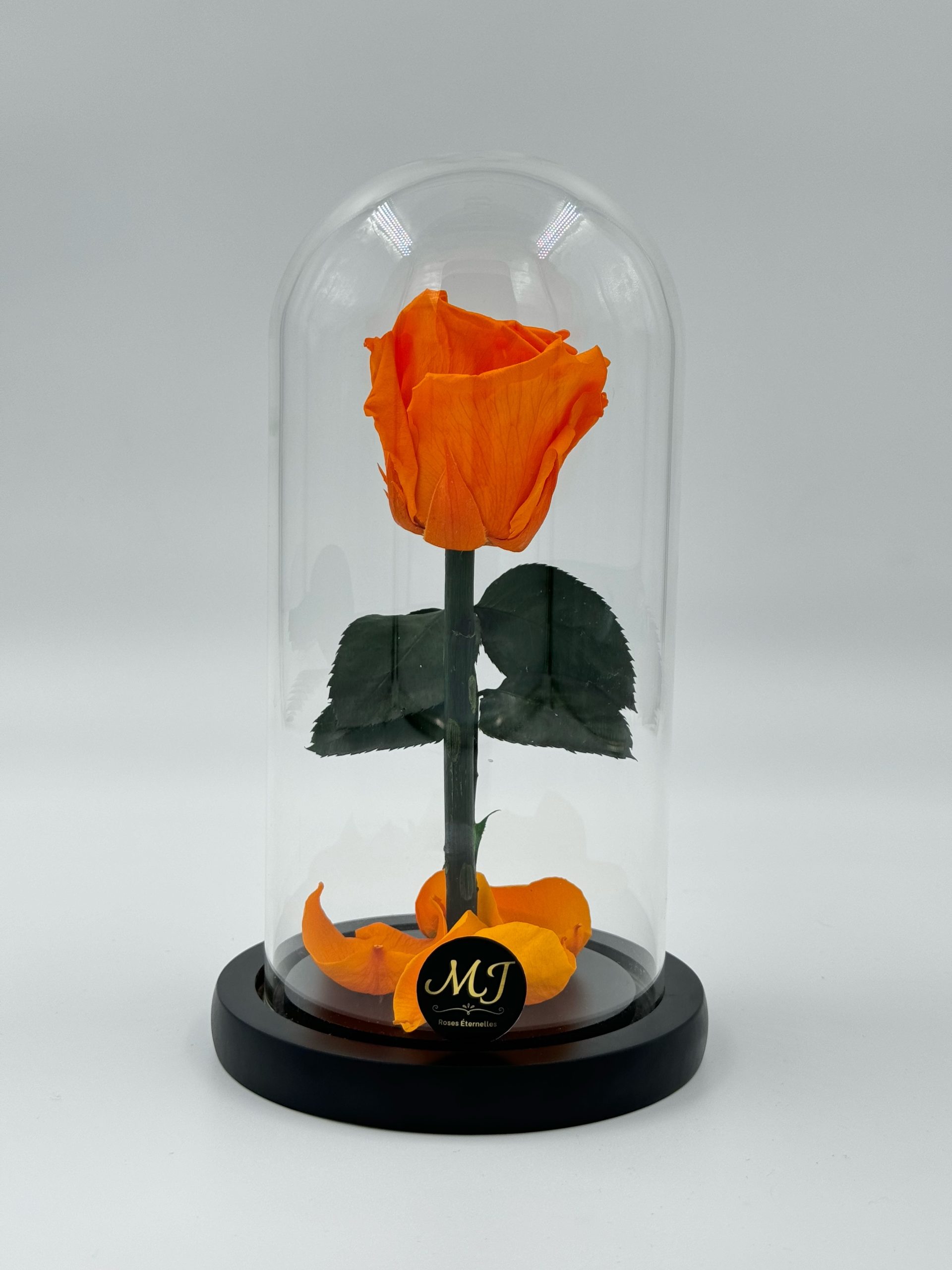 Intensity Medium Orange Rose Dome 1 DMRO1-Dome-rose-orange