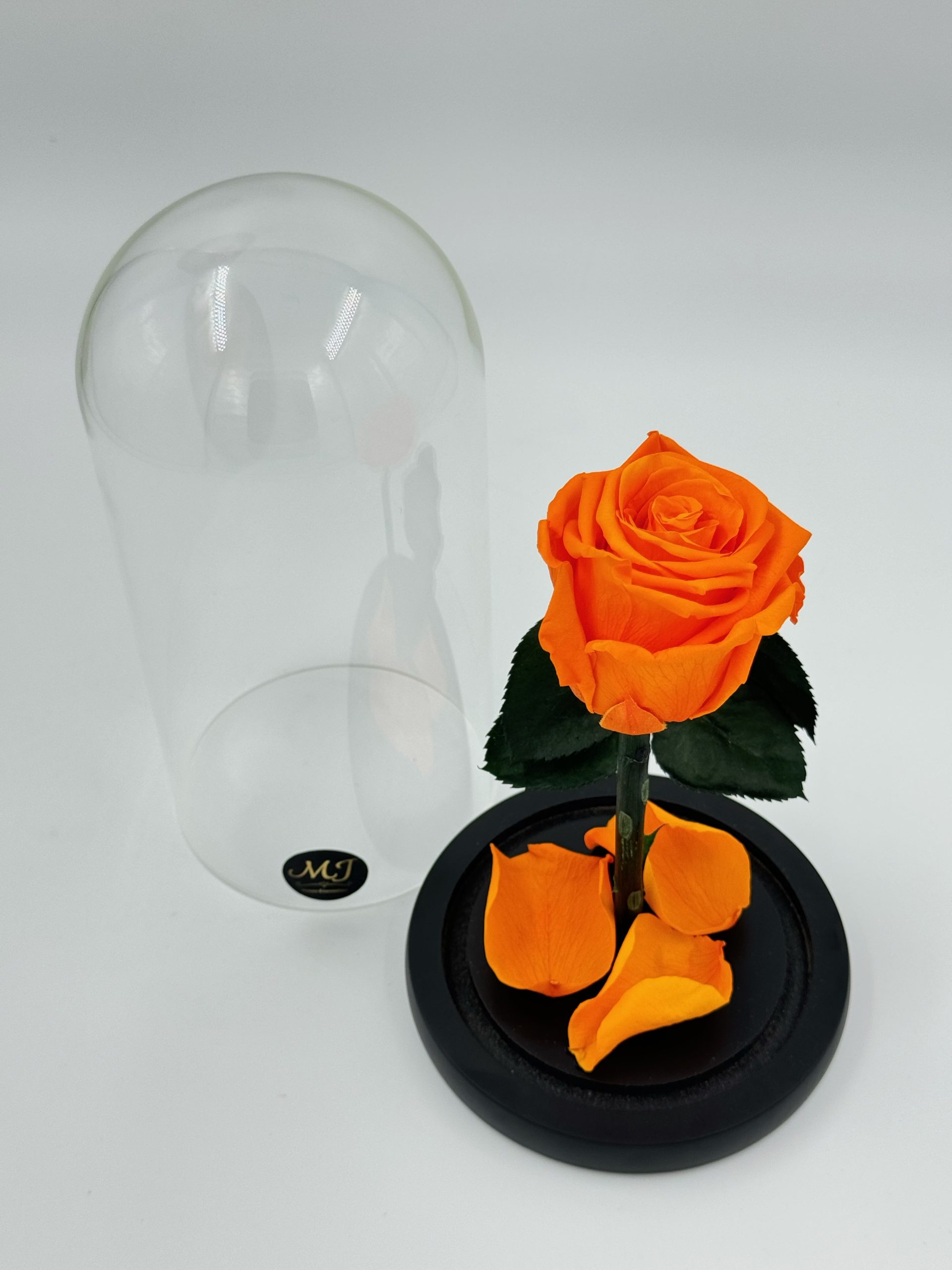 Intensity Medium Orange Rose Dome 2 DMRO2-Dome-rose-orange