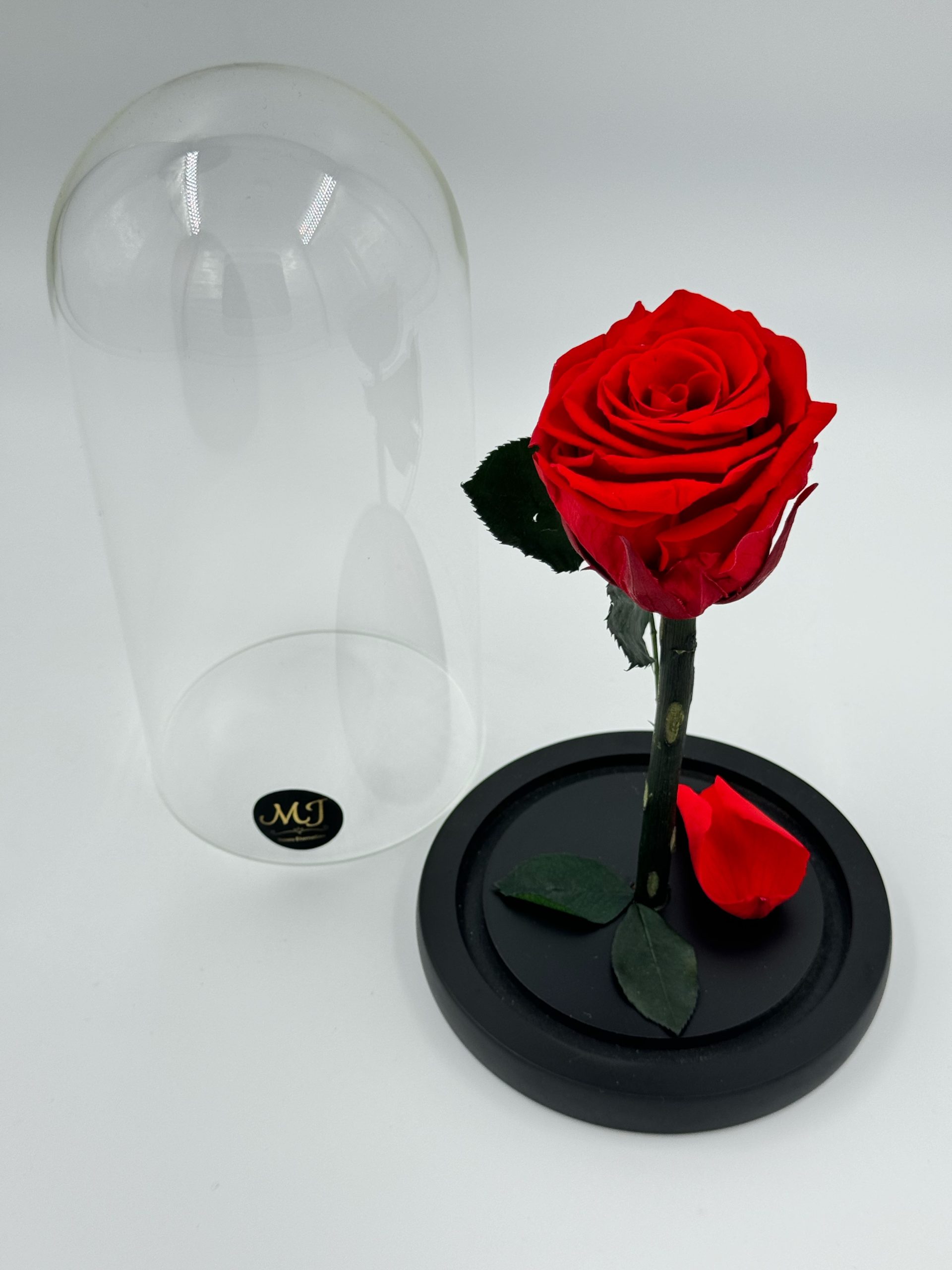 Beauty Medium Red Rose Dome 2 DMRR2-Dome-rose-rouge