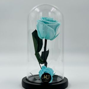 DMRT1-Dome-rose-turquoise