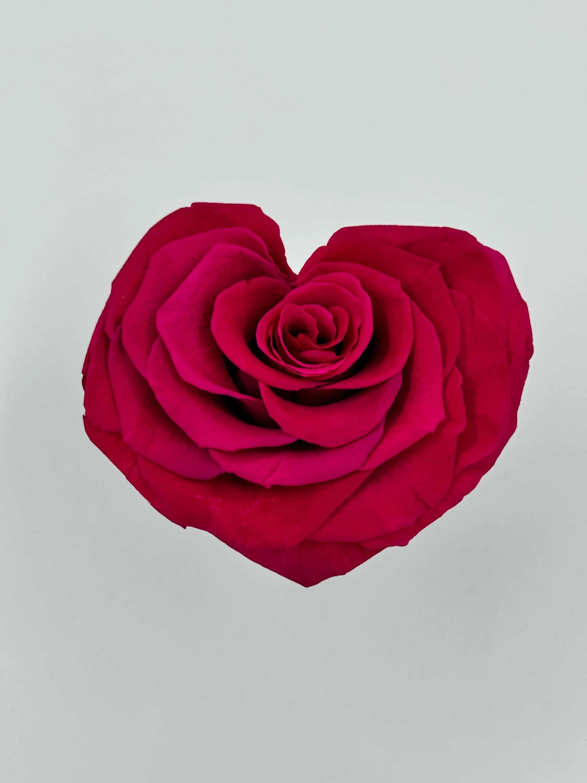 Beauty Jumbo Fuchsia Heart Rose Small White Box 2 Beauty Jumbo Fuchsia Heart Rose Small White Box - Image 2