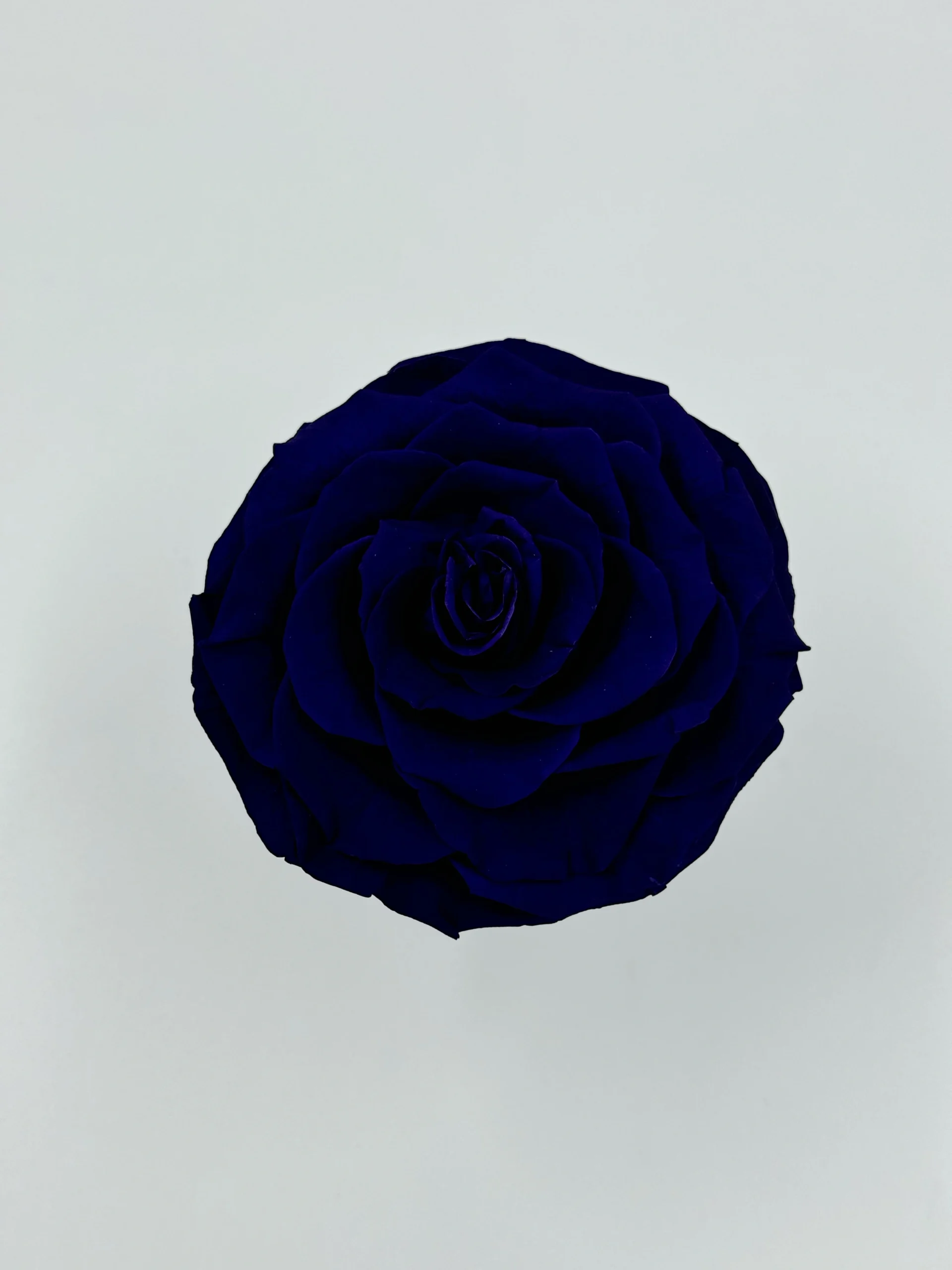 Majestic Jumbo Purple Rose Small White Box 2 Majestic Jumbo Purple Rose Small White Box – Image 2