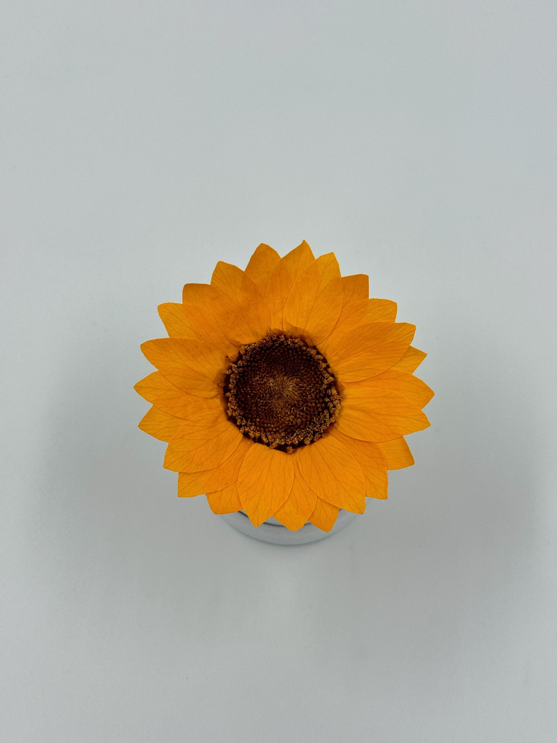 Honesty Sunflower Small White Box 2 Honesty Sunflower Small White Box – Image 2