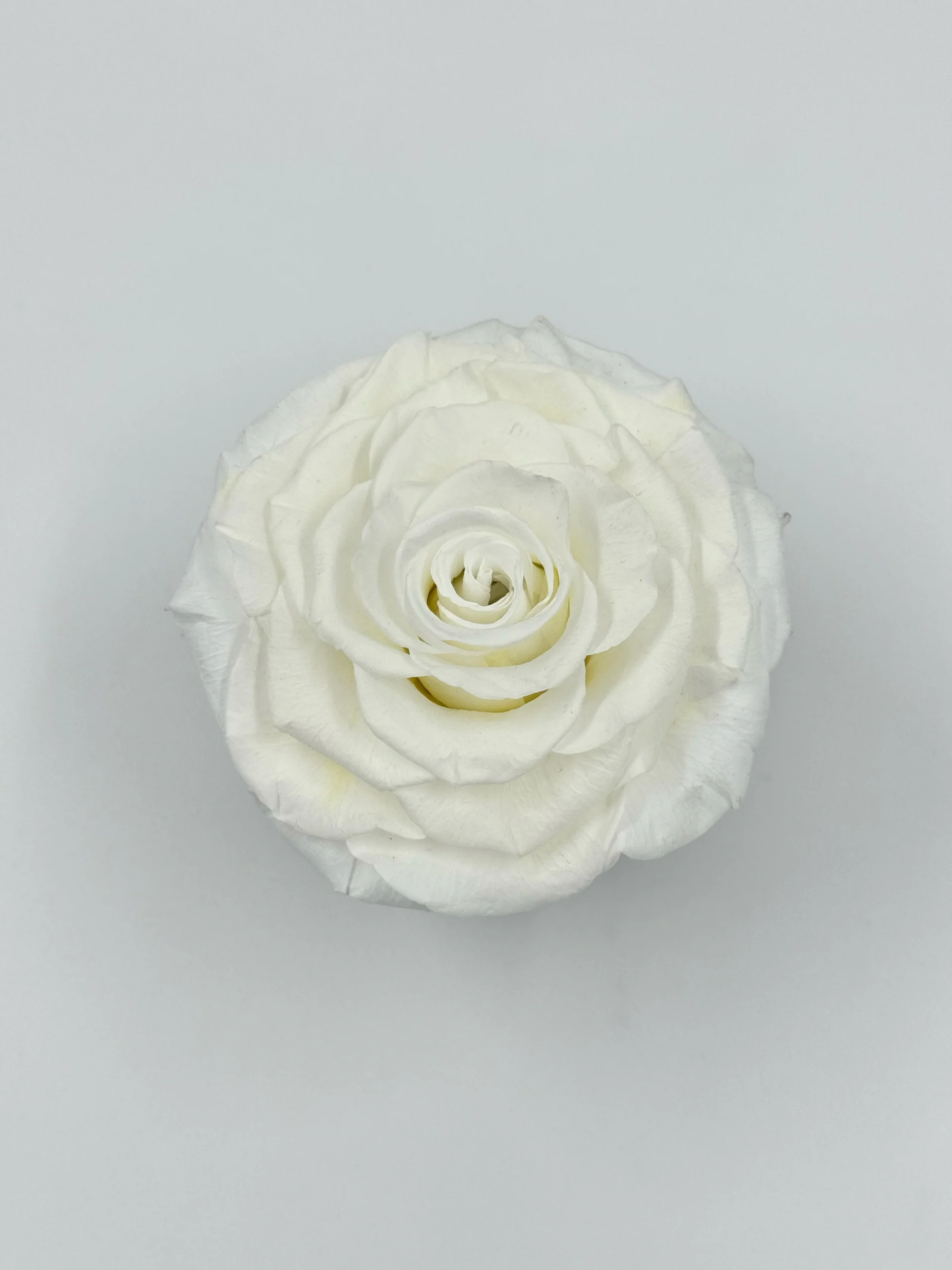 Purity Jumbo White Rose Small Black Box 2 Purity Jumbo White Rose Small Black Box – Image 2