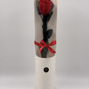 Eternal Rose Beauty Red with Stem (White Cylinder Packaging)